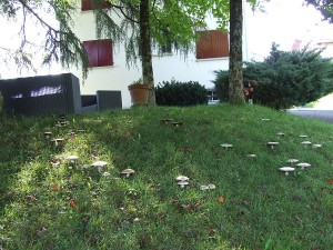 Champignons200917 (1)